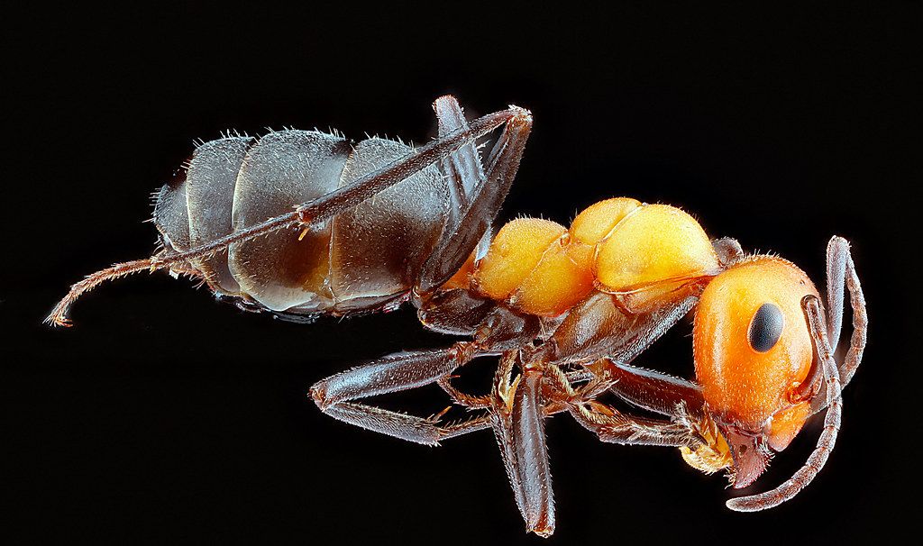 Ant Control service in Palm Coast, FL