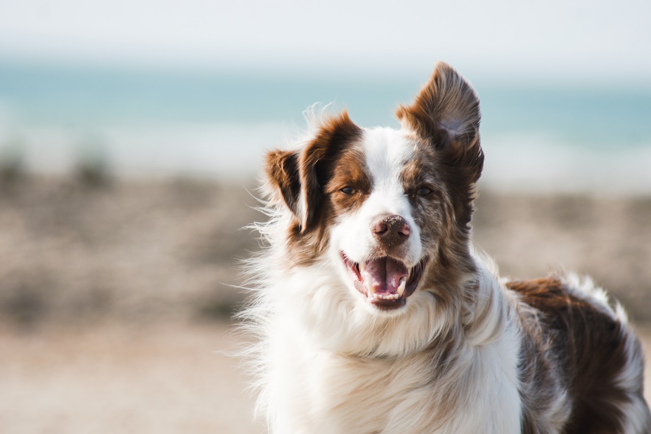 Flea & Tick Control service in Palm Coast, FL