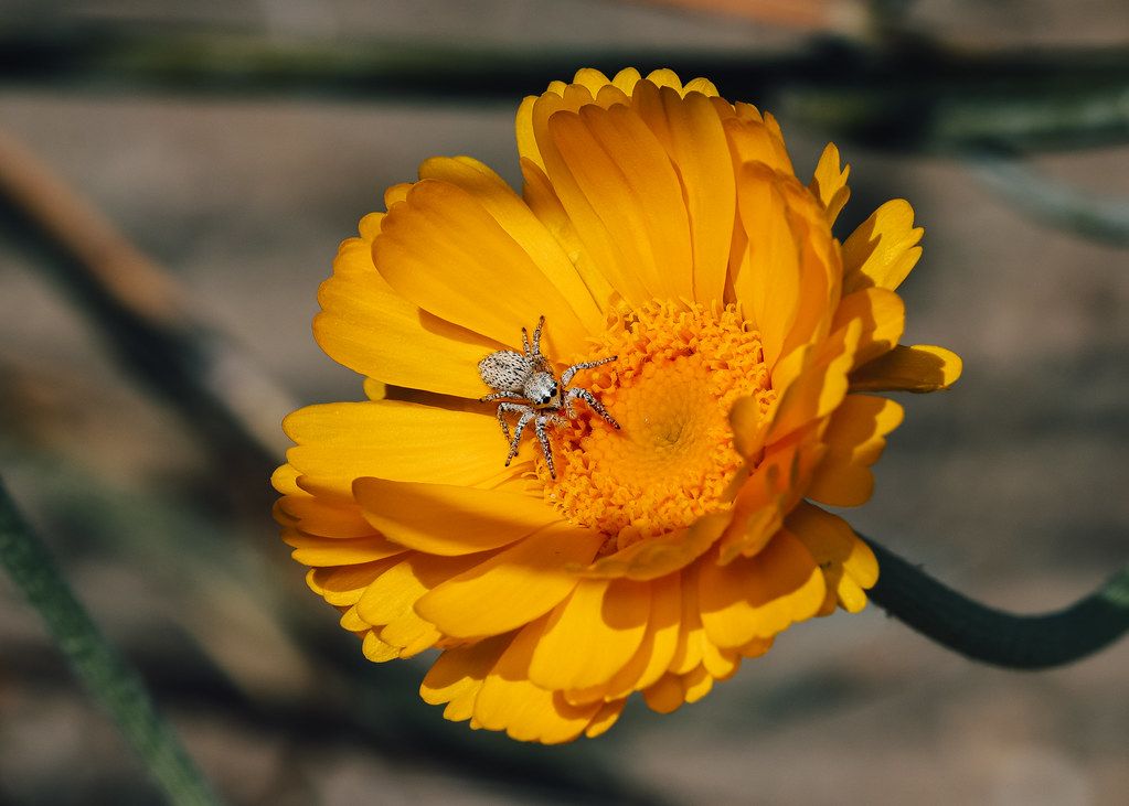 Spider Control service in Palm Coast, FL